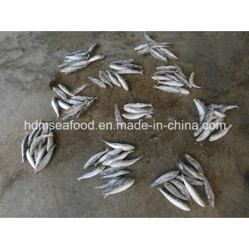 Peixe de alta qualidade Sardinha grande para isca (Sardinella aurita)